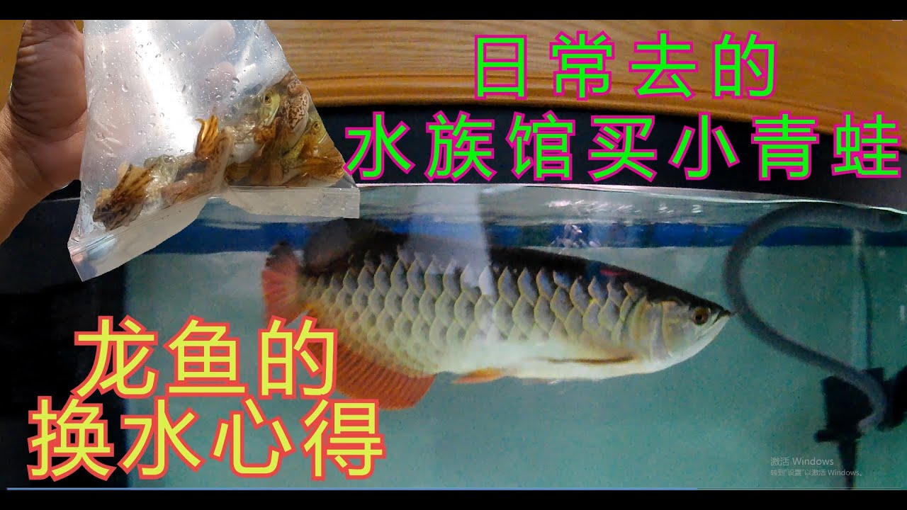 龙鱼的换水心得 Youtube 龙鱼的换水心得 Youtube