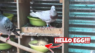 Off Color Racing Pigeon Egg