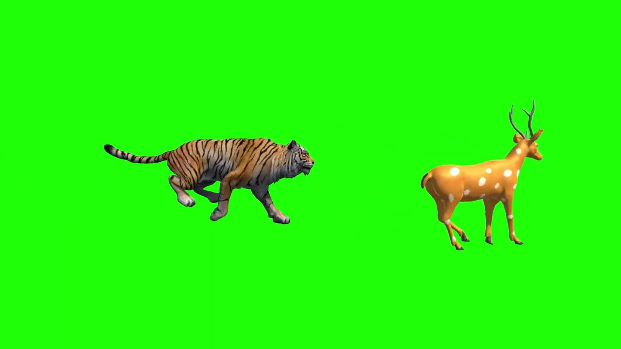 Tiger Attack Deer Green Screen Video Footage Free No Copyright