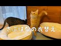 [衣替え] 冬のベッドに変えた猫の反応は⁉️