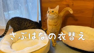 [衣替え] 冬のベッドに変えた猫の反応は⁉️