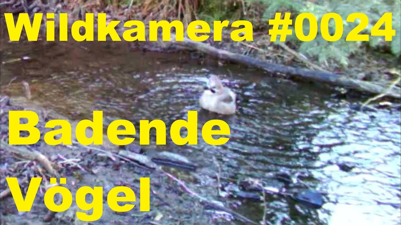 Wuppertal Wildkamera 0024 Badende Vögel YouTube