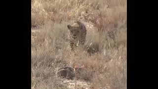 Leopard vs Wildcat الليوبارد يصادف قط بري