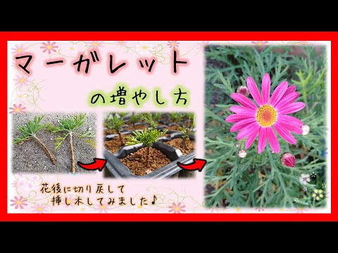 マーガレットの増やし方 Youtube