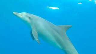 Yunus - Yedi Karanfil Korg Pa900 Kayıt