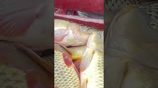 Воробей 😅 Рыбалка в Дагестане👍#топ #Fishing