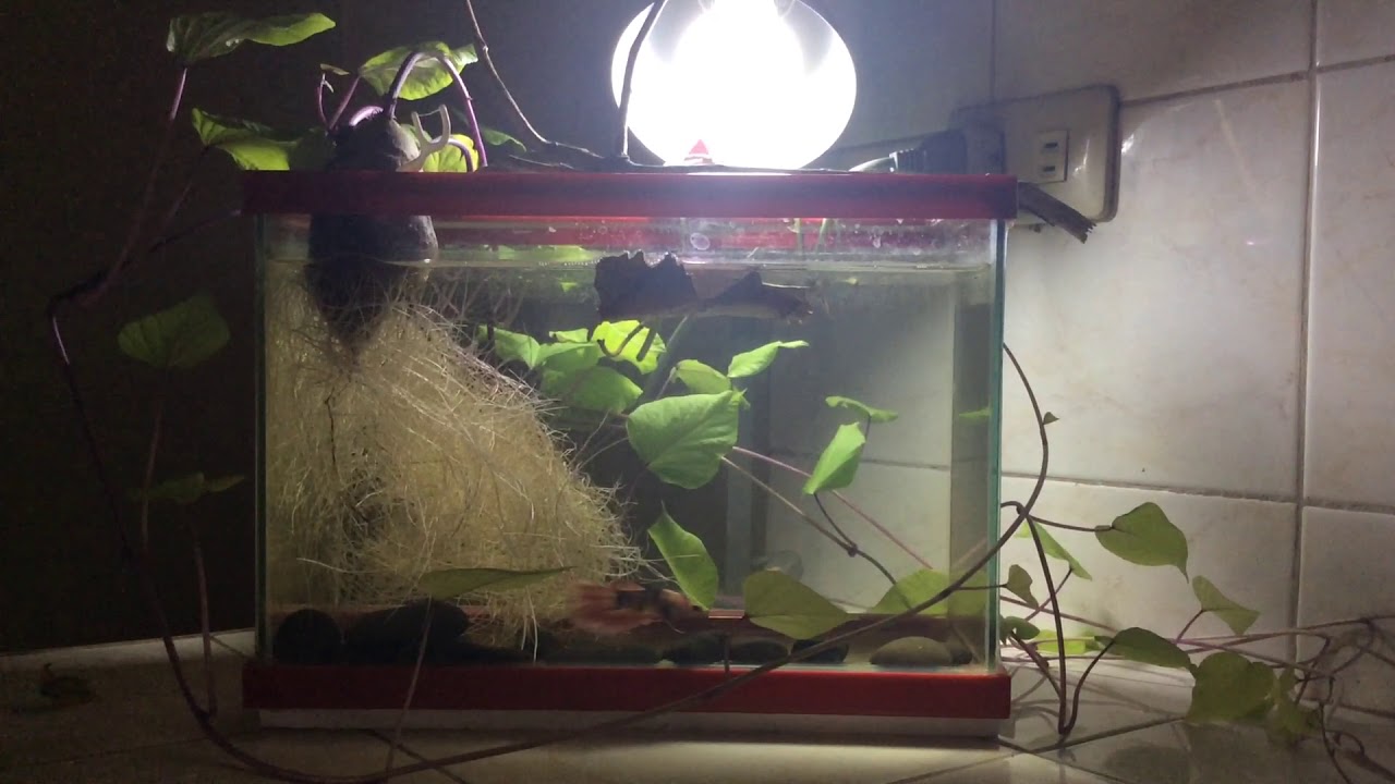 sweet potato betta fish tank
