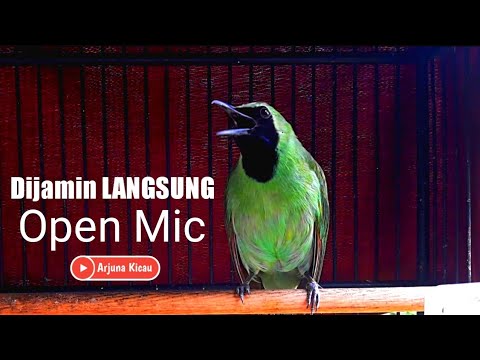 TERIAKAN CUCAK IJO PANCING CUCAK IJO MALAS BUNYI