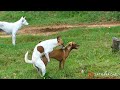 Anatolian Shepherd Dog Meeting Cardigan Welsh Corgi Female Dog In video Village