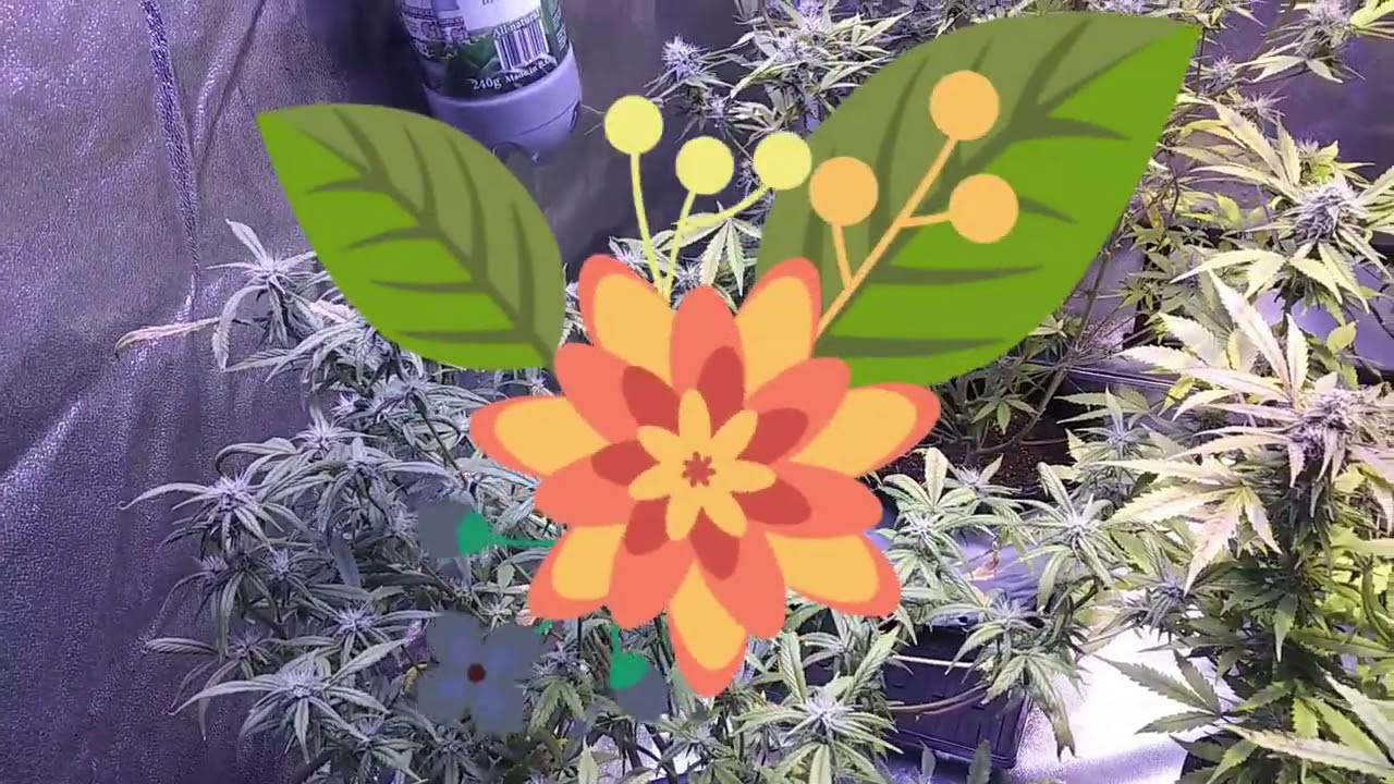 TRIPZ 88  INDOOR CANNABIS GROW LEMON CHEESE USING THE ENHANCER CO2 BOTTLE FOR ADDED CO2 