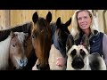 Es muss erst einer sterben... Pferde die keiner mehr will - Hilfe für den Tierschutzhof