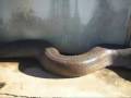 Longest 60 Foot Long Dead Snake Found in Florida...