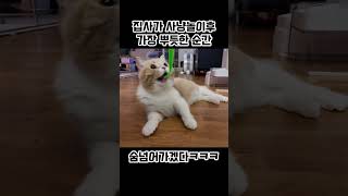 집사가 사냥놀이후 가장 뿌듯한순간   #고양이 #고양이영상