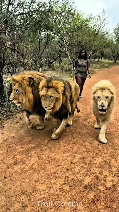 Majestic Creatures Unleash Their Metamorphosis!