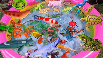 Động vật dễ thương, cá mập, cá sấu, cá vàng, ếch, rùa biển, rắn, tôm hùm, cá koi, cua, hải cẩu, vịt