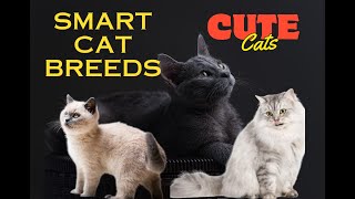Smartest Cat Breeds of the world