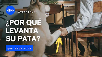 ¿Por qué te levantan la pata los perros?