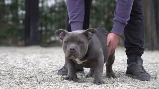 Bigdogs R.kap Only 3 Monts And 3 Weeks Old .Son Semn & Sisi Product Bigdogs Romania Kennel 2022