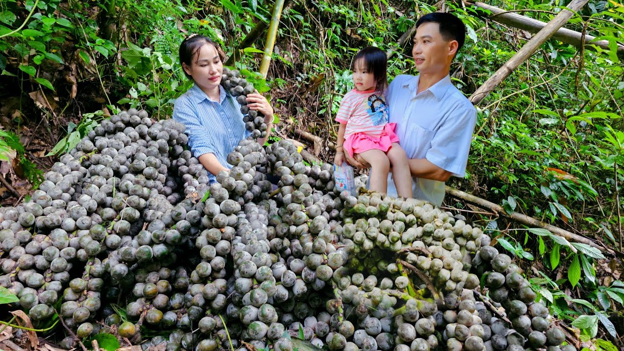 Wild Fruit Harvest: Turning Fresh Picks into Homemade Jelly & Family Joy | Ly Phuc An