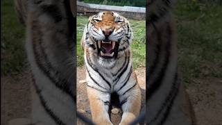 Big Yawn With  A Smile tigercat tigerfamily babytigers animals tiger bigcats zoo tigerlion