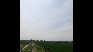 Falk Free Fly Jinak Manja Cinamon Pied Jantan