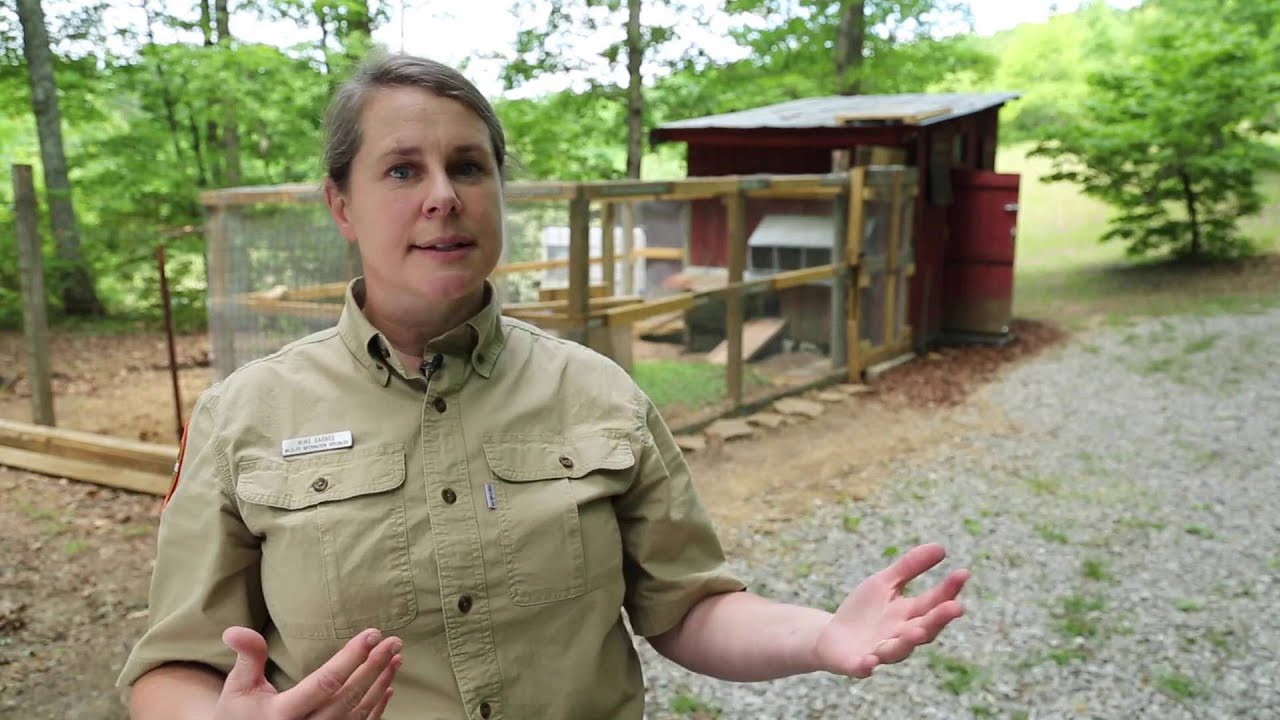 WildCast Xtra: Predator Proofing Your Chicken Coop
