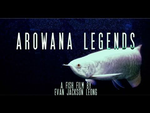 AROWANA LEGENDS - COMING SOON