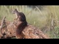 Ardilla Roja 🐿️ Desde mi Refugio #filmmaking #wildlife #fauna