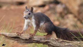 Ardilla Roja 🐿️ Desde mi Refugio #filmmaking #wildlife #fauna