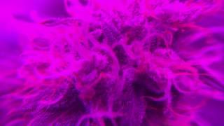 Colorado Compassionate Farms Episode 12