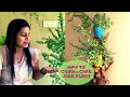 How to grow and care Jade Plant||How & when to water Jade plant||Leaf shedding in Jade plant??