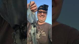 Squid Fishing Busselton #shortvideo #fishing #shortsfeed #short #shorts #squid #recipes #shortvideo