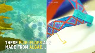 The Future of Sustainable Footwear; Algae Flip-Flops Developed in UC San Diego