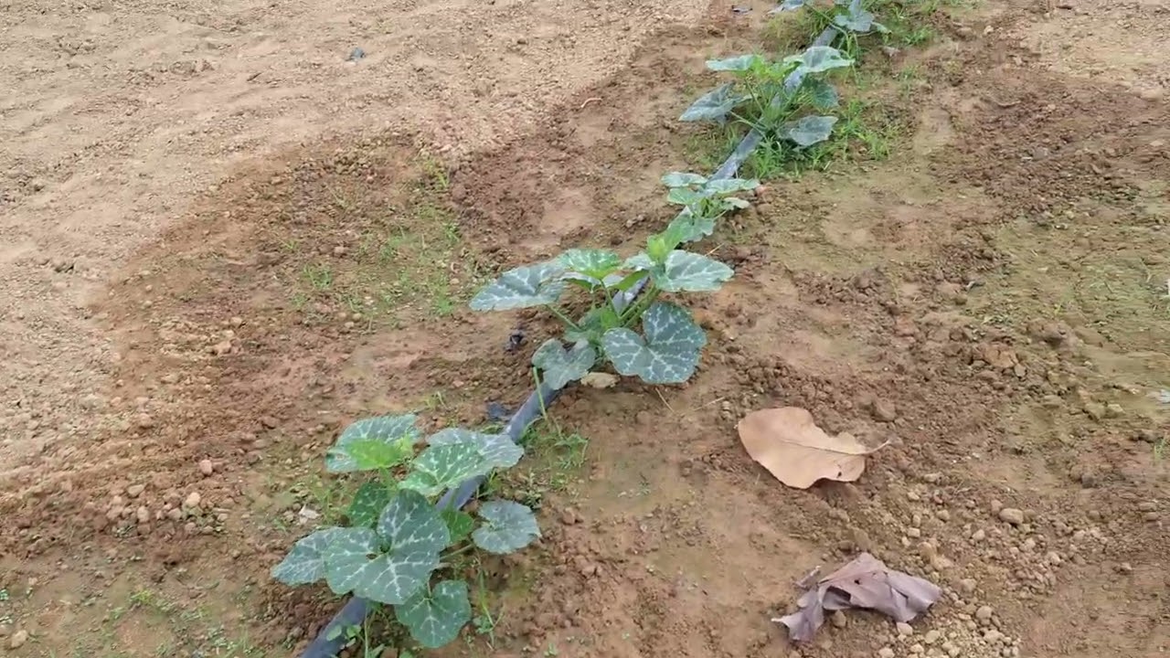 ปลูกฟักทองร่องคู่ ระบบน้ำพุ่ง