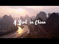 A Bird in China [ DJI Mavic Air - 4k ]
