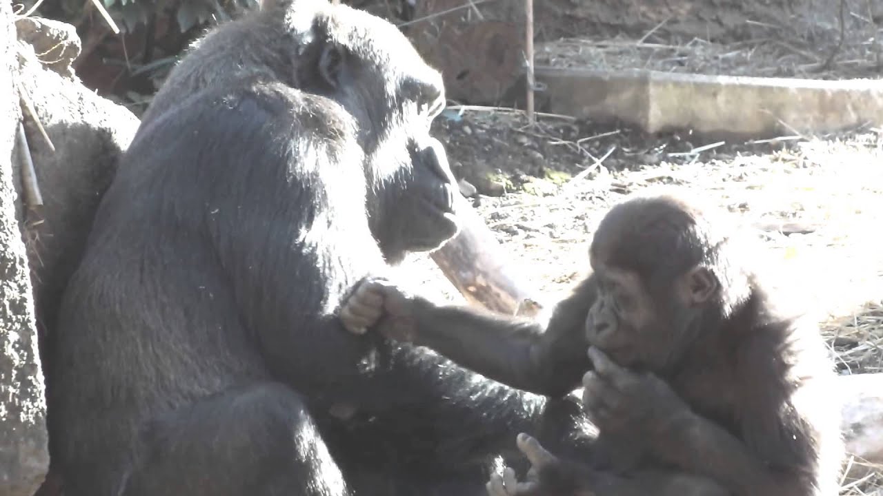 kawaii emoticons #12 Cute Baby Gorilla and mom.Ueno Zoological Gardensかわいいゴリラの赤ちゃんと母ゴリラ。上野動物園。