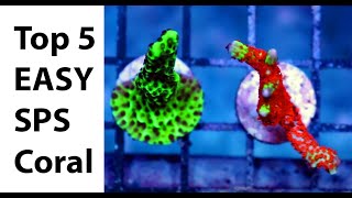 Top 5 Easy Beginner SPS Hard Corals