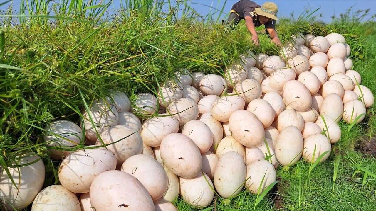 Amazing fishing! Picking eggs in a grassy area, picking up lots of eggs.