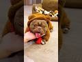 食欲渐渐恢复，小家伙更活泼了 #pets #cuteanimals #dogvideos #cuteanimals #heartwarmingpets