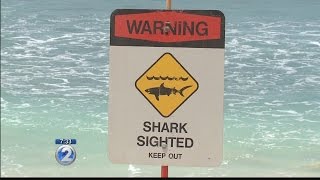 Warning signs remain posted after apparent shark attack