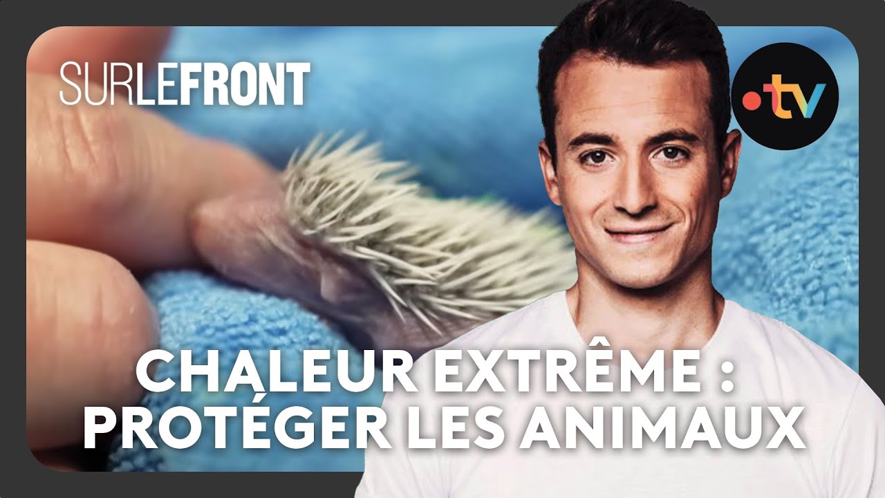 Canicule : protéger les animaux - Sur le front avec Hugo Clément