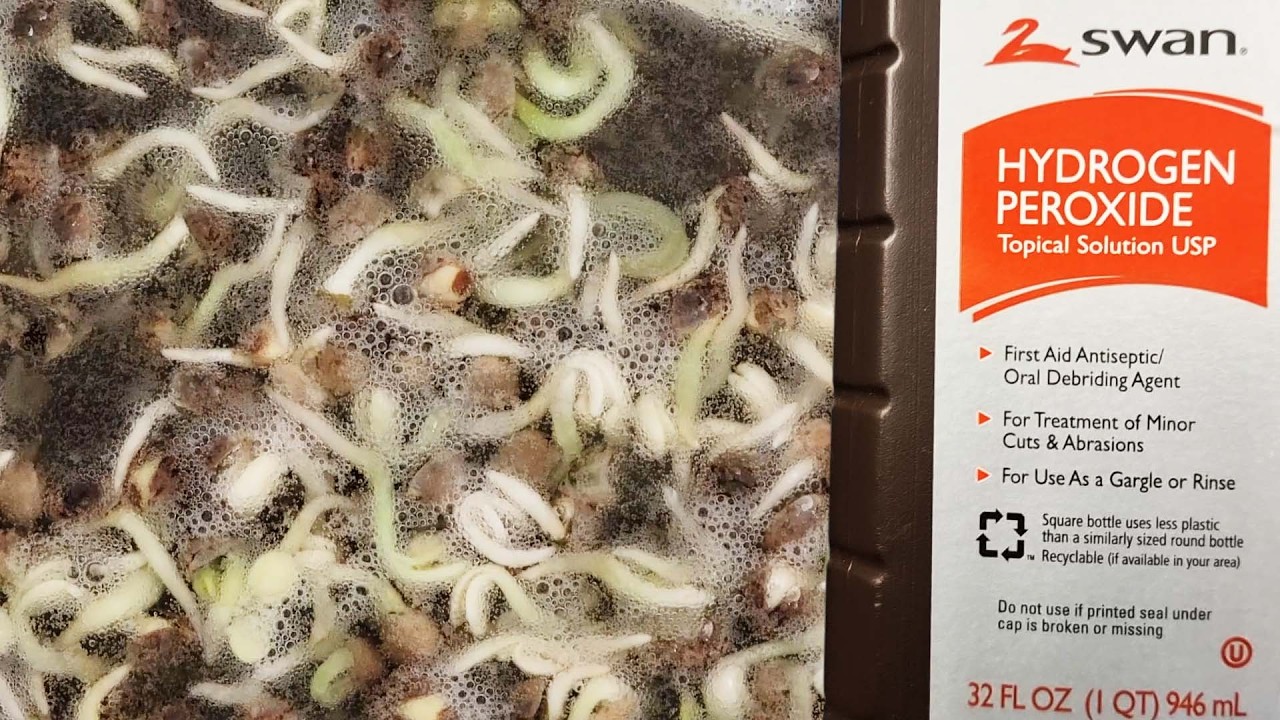 Этот лайфхак за 1 доллар должен использовать КАЖДЫЙ садовод: как использовать перекись водорода д...