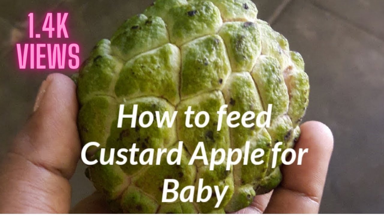 How to feed Custard Apple for Baby YouTube