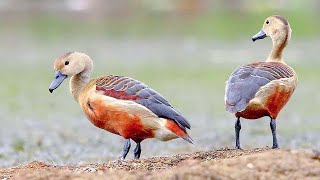 Lesser whistling ducks and doves grabbing scattered feed
Lesser whistling ducks and doves grabbing scattered feed. Lesser whistling duck are usually gregarious. They feed mainly on plants taken from the water as well as grains from cultivated fields. Apart from small fish and frogs, they feed on invertebrates such as molluscs and worms. They can be conditioned to take formulated feed. More... https://indianbirds.thedynamicnature.com/2015/02/lesser-whistling-duck-dendrocygna-javanica.html
Scientific classification:
Kingdom: Animalia
Phylum: Chordata
Class: Aves
Order: Anseriformes
Family: Anatidae
Genus: Dendrocygna
Species: D. javanica
#Birds #Duck #YouTubeBirds Lesser whistling ducks and doves grabbing scattered feed
