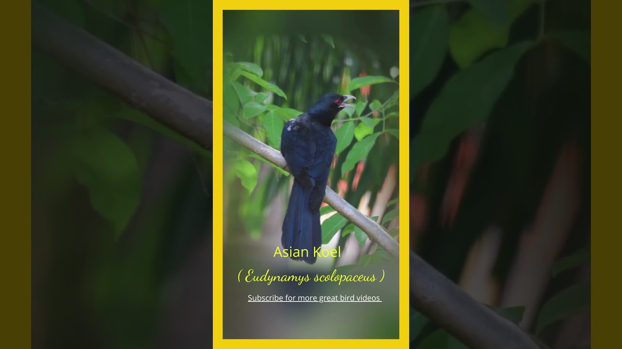 Amazing  Birds of Thailand  | The Asian Koel