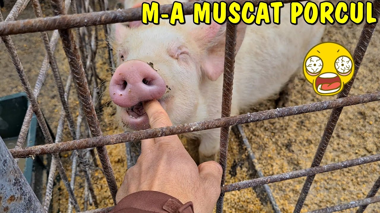Viața la țară 😭 M-a mușcat porcul de deget la Ferma Stâna Dacilor din Slănic Moldova🇷🇴