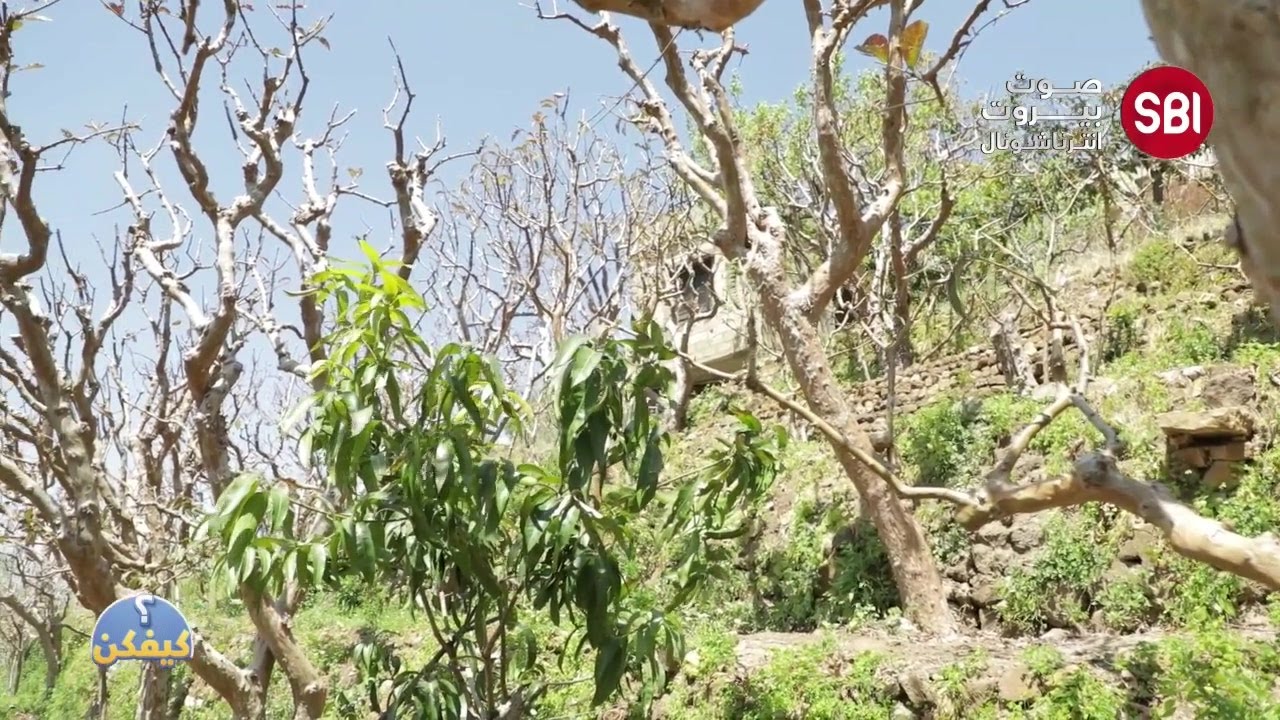 كيفكن من بلدة بسوس للتعرف اكثر على زراعة الجوافا