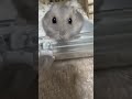 扉が開いてたらどうなるか#hamster #ハムスター #ハムスターのいる生活 #小動物 #かわいい #animal