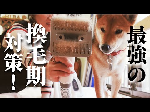 換毛期の悩みはこれで解決‼最強の掃除機が届きました‼【Neakasa P2 Pro】【甲斐犬・柴犬】