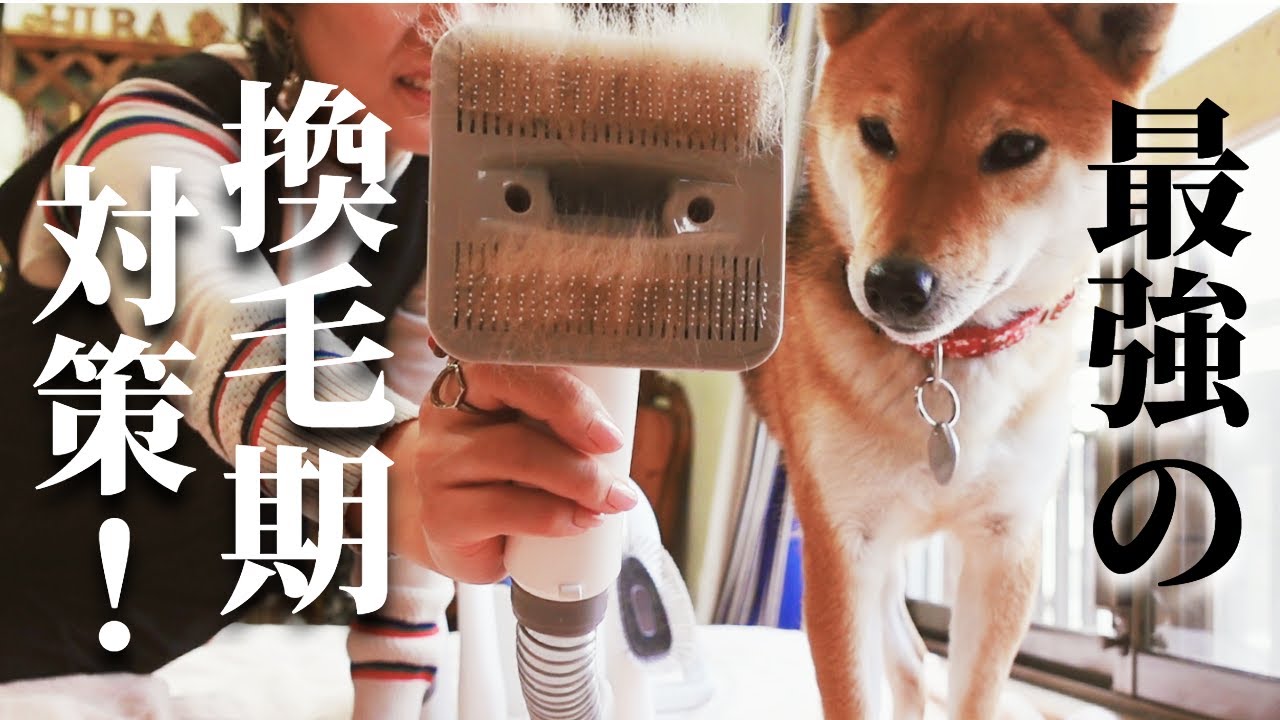 Solve your shedding season worries with this! The ultimate vacuum